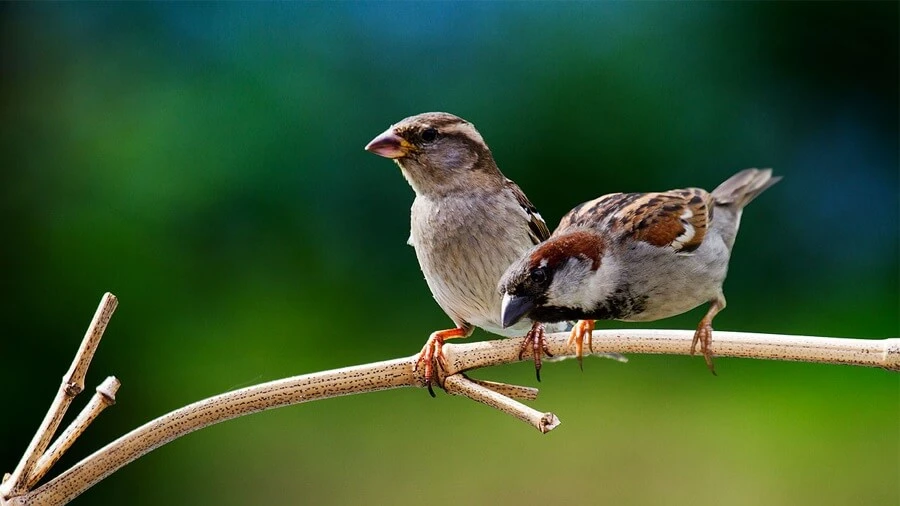 Mơ thấy chim sẻ đánh số mấy? Tìm hiểu các điềm báo ẩn chứa 6 Tìm hiểu mơ thấy chim sẻ đánh số mấy và điềm báo chi tiết