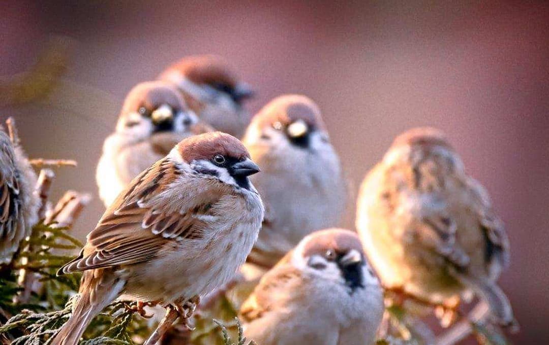 Mơ thấy chim sẻ đánh số mấy? Tìm hiểu các điềm báo ẩn chứa 7 Để biết chính xác con số và điềm báo khi mơ chim sẻ cần dựa theo từng chi tiết