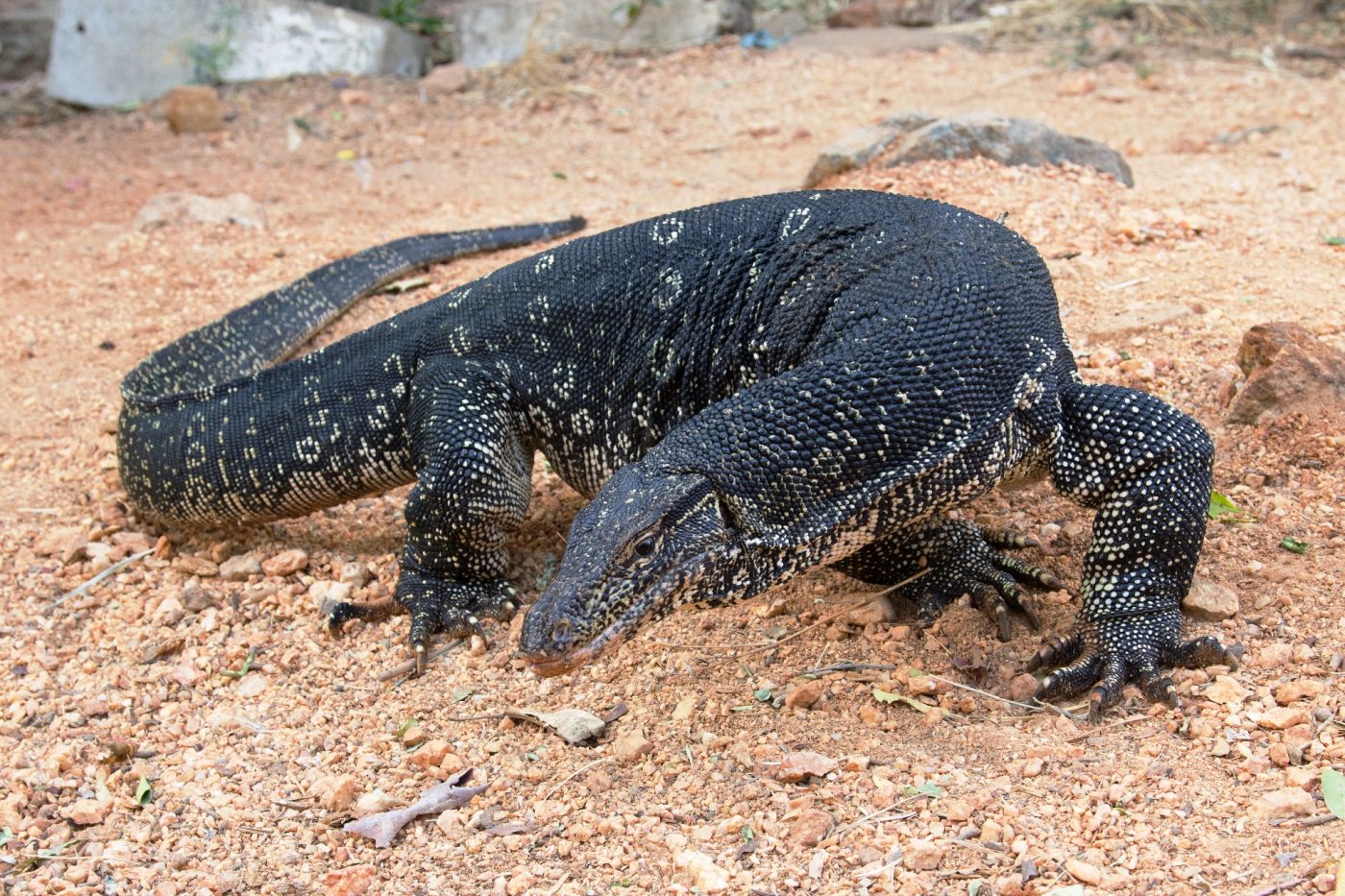 Nằm mơ thấy kỳ đà có ý nghĩa gì?