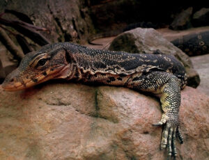 Luận giải kỳ đà số mấy trong từng trường hợp