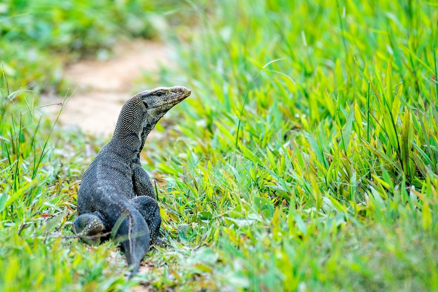 Các con số may mắn đi kèm khi mơ thấy kỳ đà